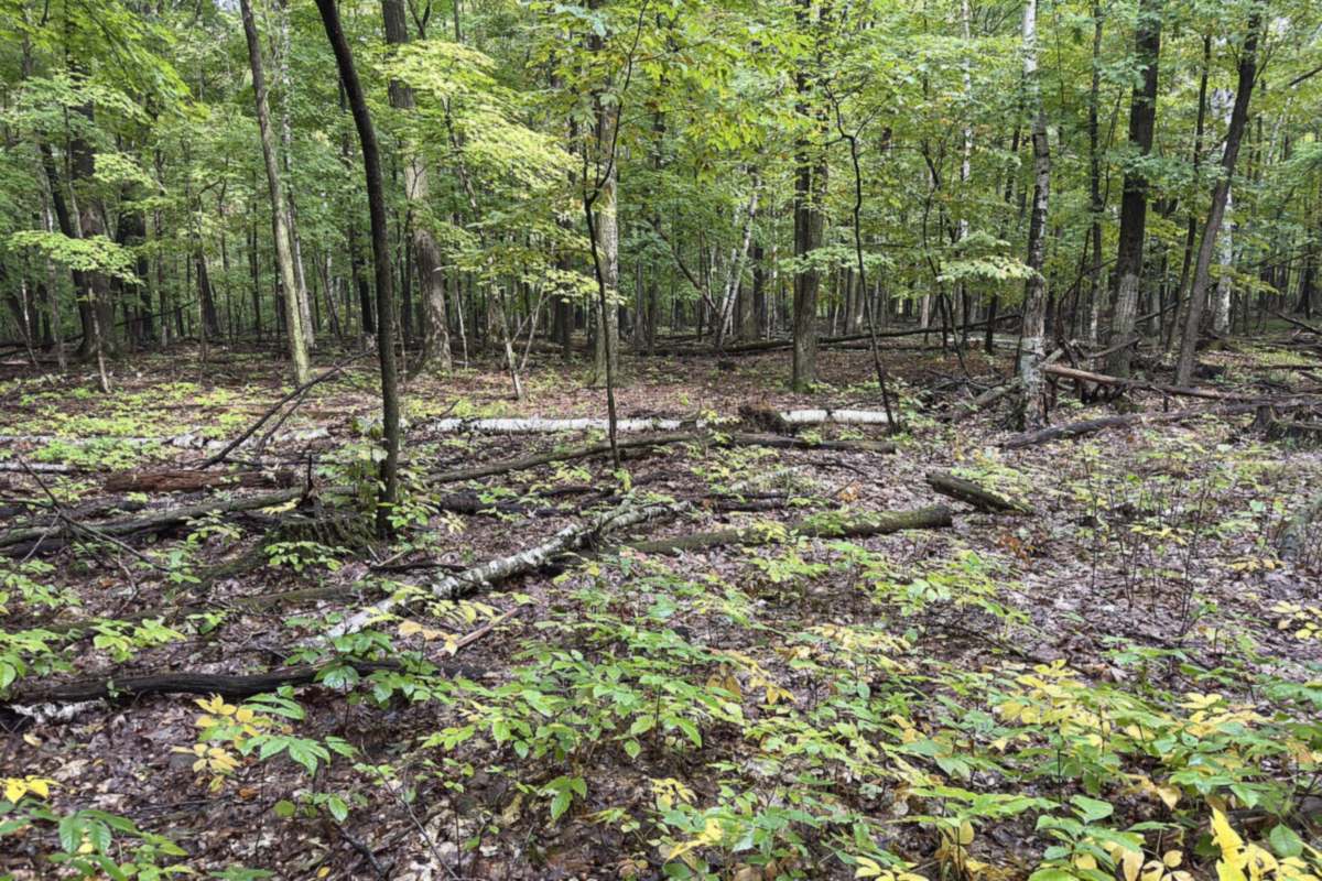 Mixed hardwood timber with fallen branches and an early fall understory