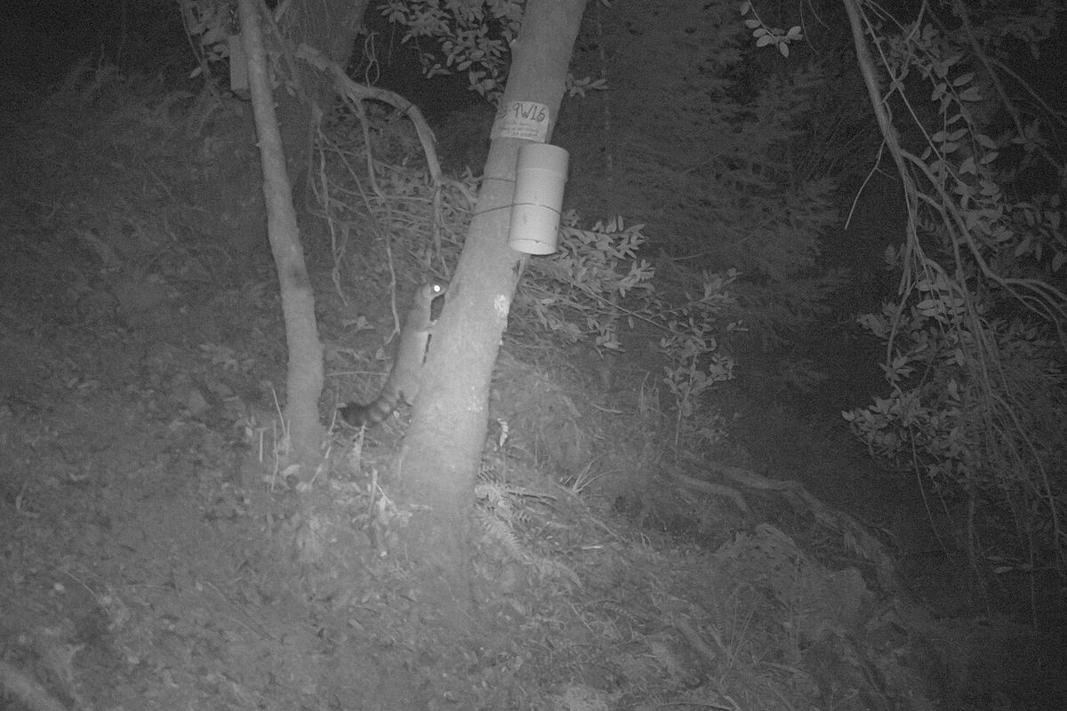 A black and white night trail camera photo from a wilderness area