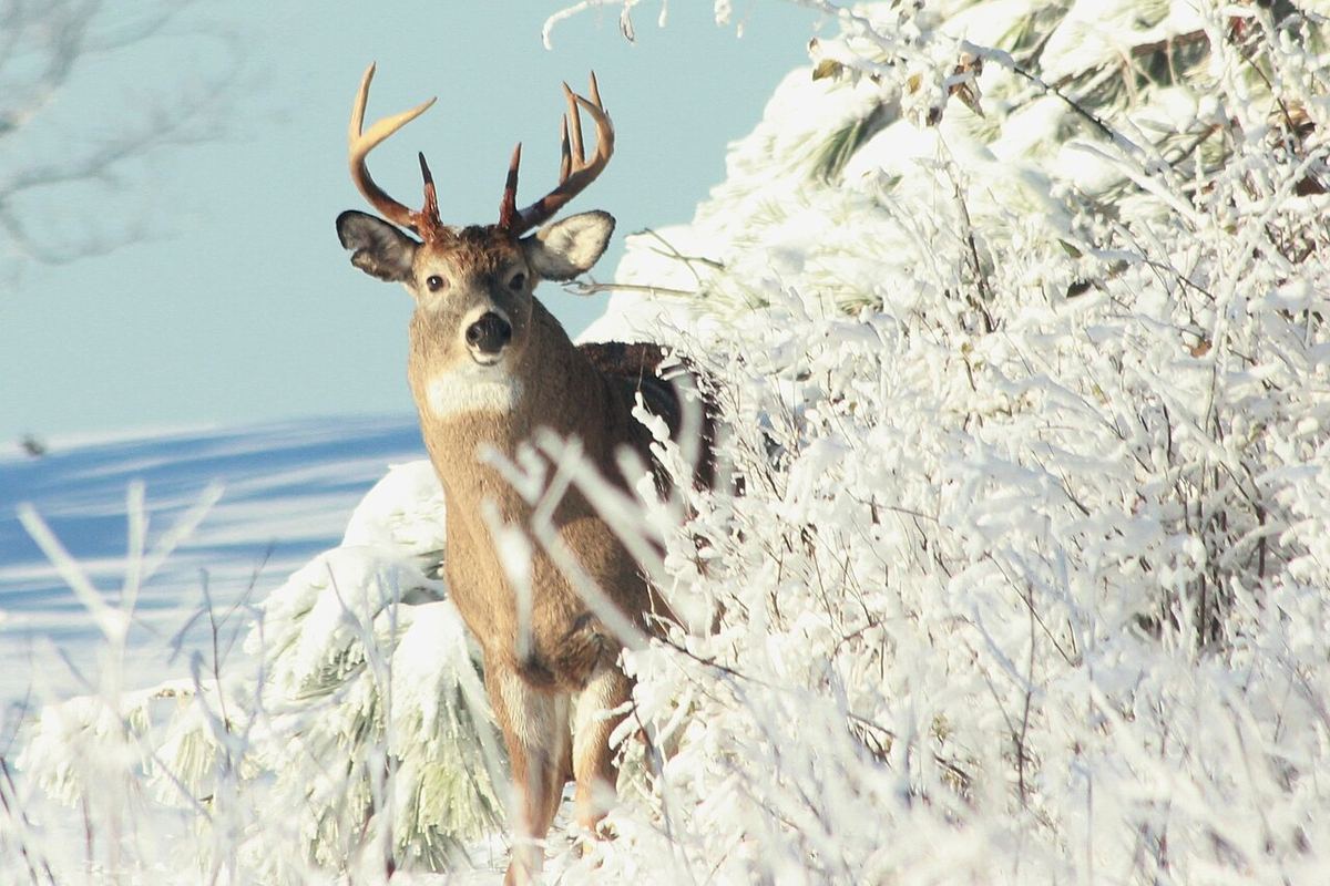 A whitetail buck standing in snow